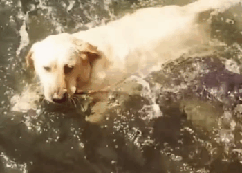M1111024 dog accidentally fell into river, companion dog jumpe