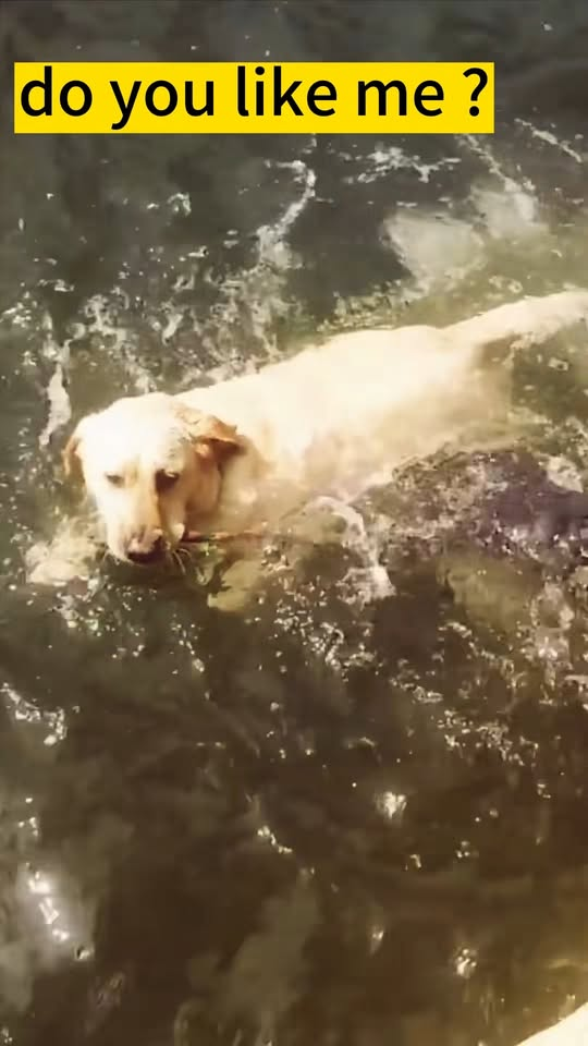 M1111024 dog accidentally fell into river, companion dog jumpe