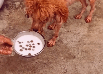 M1111025 hope all dogs are treated tenderness, no one wants to