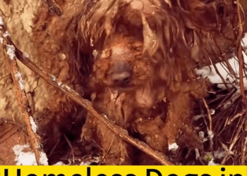 M1111027 homeless stray dog in heavy snow, seeing shivering appe