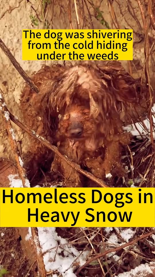 M1111027 homeless stray dog in heavy snow, seeing shivering appe