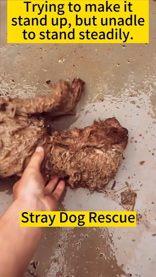 M1111028 After few days of heavy rain, stray dog was found in puddle o