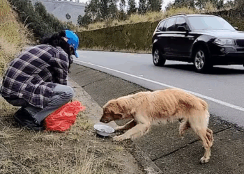 M0711026 Alimentando perritos abandonados part2