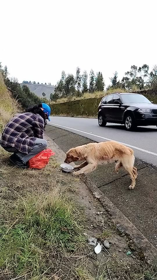 M0711026 Alimentando perritos abandonados part2