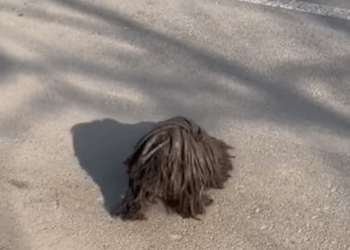 M1311017 met poor dog on way to get off work#dog #straydogs #pet part2