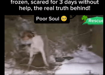 M1311019 He laid in bushes crying in pain, frozen, scared days witho