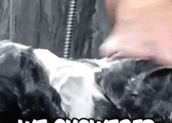 M1311020 He Was Afraid of People#straydogs #dog #stray part2