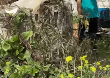 M1311024 fear to trust Dog rescued chains #foryou #fyp #dog #puppy part2