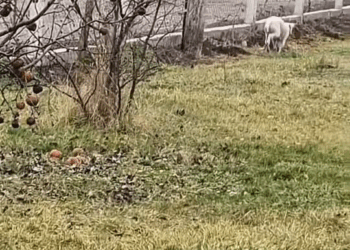 M1311028 Incredible Dog Grooming Transformation #rescue #rescuedog #dog #asmr part2