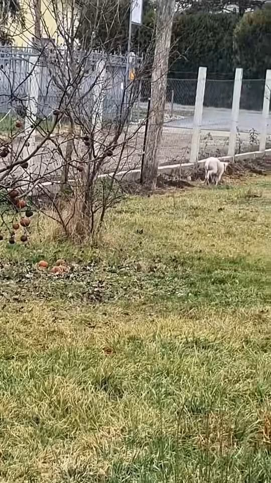 M1311028 Incredible Dog Grooming Transformation #rescue #rescuedog #dog #asmr part2