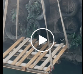 M1311030 Rescue poor dog #dog #trending #xuhuong #fyp #pet part2