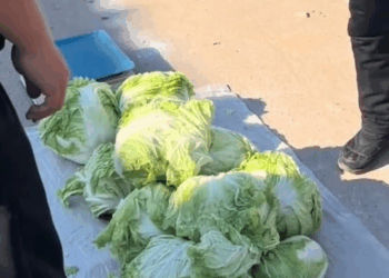 M1311038 Dog encountered at wet market#dog #straydogs #pet part2