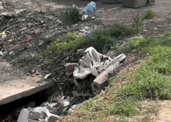 M1311040 Poor dogs covered in paint#fyp #dogs #helpanimals #loveanima