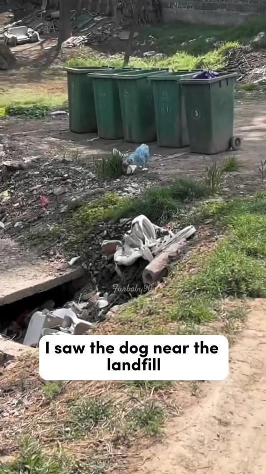 M1311040 Poor dogs covered in paint#fyp #dogs #helpanimals #loveanima