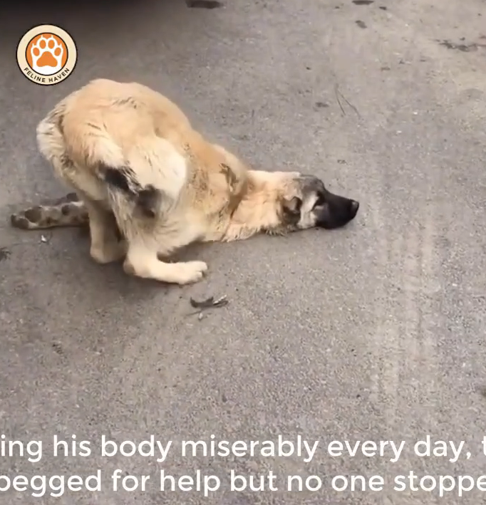 M0711006_He Collapsed on Street, Crying Help But No One Stopped in Time_part2