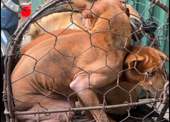 M0912027_This morning, while walking down the street near my house, I came across this vehicle carrying a dog to be sold for meat. Initially, there was only one dog in the cage.
