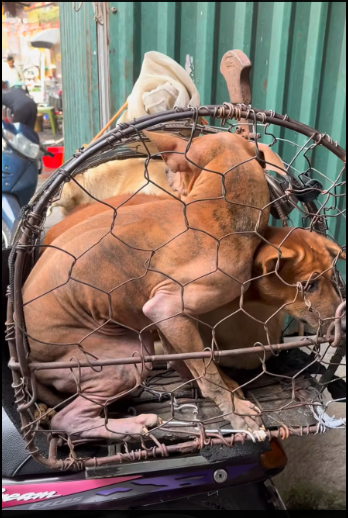 M0912027_This morning, while walking down the street near my house, I came across this vehicle carrying a dog to be sold for meat. Initially, there was only one dog in the cage.