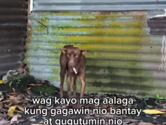 M0912037_Ginawa mona nga taga bantay tapos sila pa mag hahanap ng pagkain nila wag kana mag alaga di nila deserve un_part2
