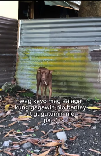 M0912037_Ginawa mona nga taga bantay tapos sila pa mag hahanap ng pagkain nila wag kana mag alaga di nila deserve un_part2