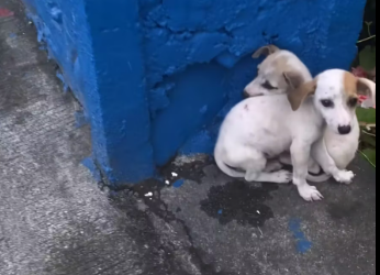 M0912039_MGA TUTA NA SINAKO AT TINAPON SA GILID NG KALSADA.� Update May Fur-ever home na sila ��_part2