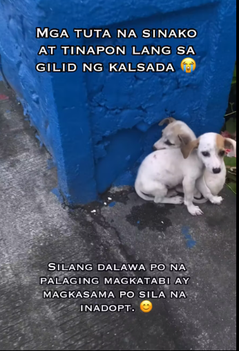 M0912039_MGA TUTA NA SINAKO AT TINAPON SA GILID NG KALSADA.� Update May Fur-ever home na sila ��_part2