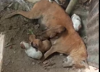 M0912042_Candy This mother dog died leaving these puppies. The location is Rangpur, if there is anyone who does Rangpur Animal Rescue, please_p