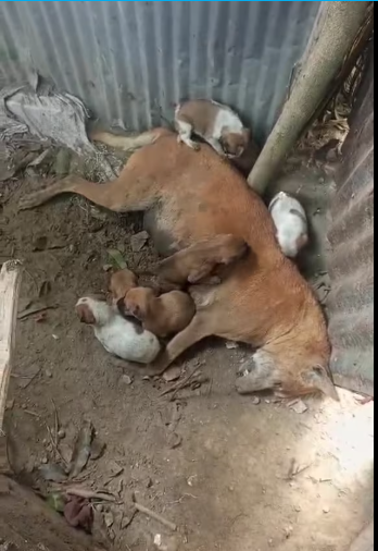 M0912042_Candy This mother dog died leaving these puppies. The location is Rangpur, if there is anyone who does Rangpur Animal Rescue, please_p