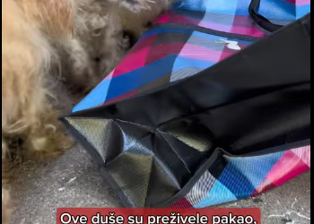 M1212002_Bags were left next to the entrance of the building. These poor creatures are terribly…_part2