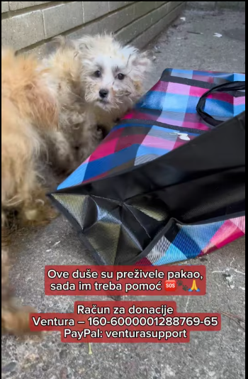 M1212002_Bags were left next to the entrance of the building. These poor creatures are terribly…_part2