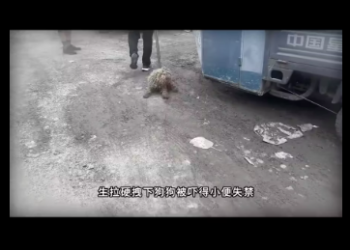 M0912028_Beware of the baring teeth and unapproachable little Teddy bear? After patient care and love, the change is truly remarkable_part 2