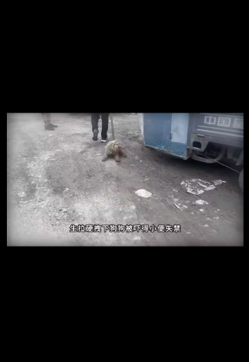 M0912028_Beware of the baring teeth and unapproachable little Teddy bear? After patient care and love, the change is truly remarkable_part 2