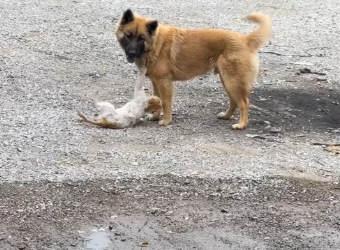 M1212003_man saved kitten street dog he decided to adopt it #r…_part2