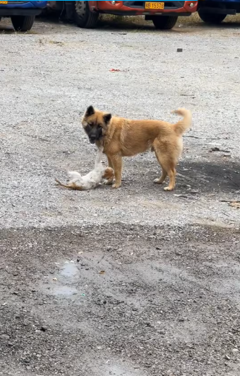 M1212003_man saved kitten street dog he decided to adopt it #r…_part2