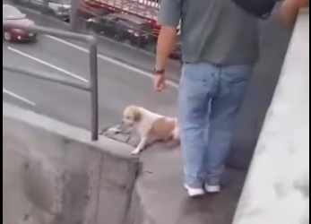 M1212004_Can se encontraba varado una gran altura, por lo que curiosos quisi…_part2