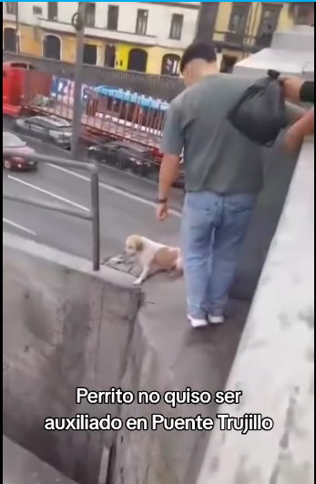 M1212004_Can se encontraba varado una gran altura, por lo que curiosos quisi…_part2