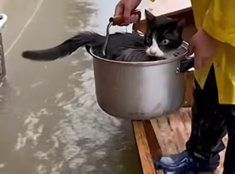 M1212005_Rescued Mom Cat & Baby_part2