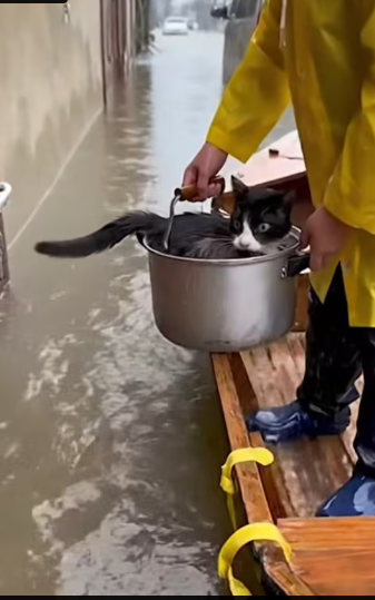 M1212005_Rescued Mom Cat & Baby_part2