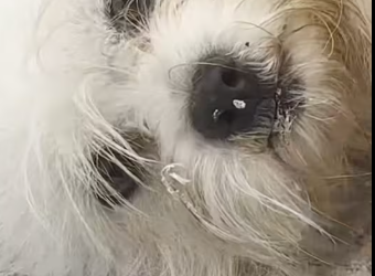 M1212006_While tending garden, saw strange dog running towards me, see…_part2