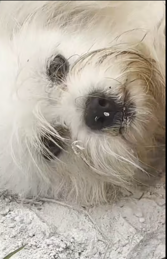 M1212006_While tending garden, saw strange dog running towards me, see…_part2