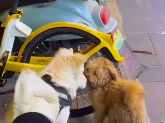 M1212007_stray dog was begging owner of pet dog to take him in. Seei…_part2