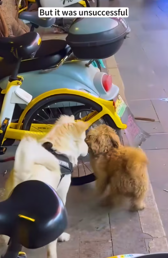 M1212007_stray dog was begging owner of pet dog to take him in. Seei…_part2