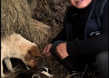 M1212008_Today I rescued an abandoned stray dog ​​with eight newborn puppies. Seeing this scene made me so sad_part2