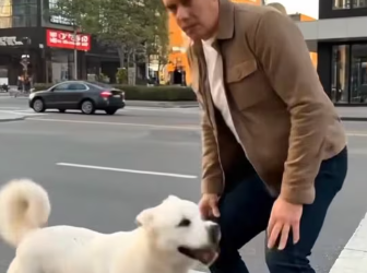 M1212010_“From Fear to Home cat rescue #cat #catrescue #shorts #facebookreels Felines rescue_part2