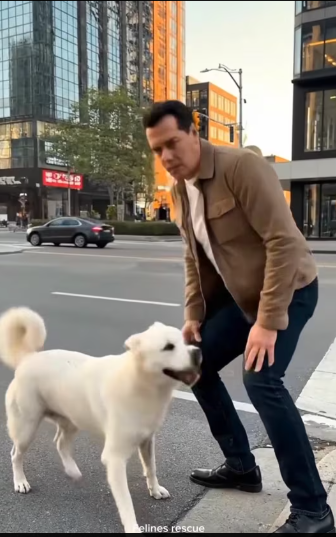 M1212010_“From Fear to Home cat rescue #cat #catrescue #shorts #facebookreels Felines rescue_part2