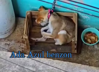 M1212011Citizen’s complaint: Puppy tied to a window almost hanging on Tamaulipas Street, Xalapa, Veracruz.