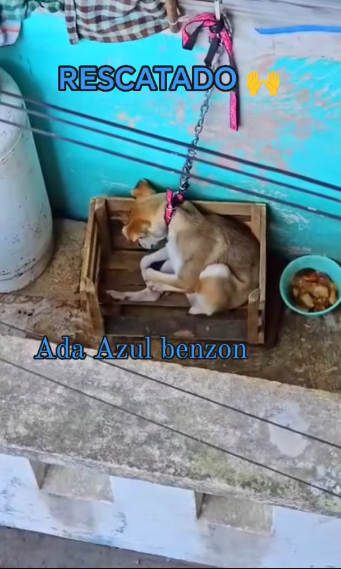M1212011Citizen’s complaint: Puppy tied to a window almost hanging on Tamaulipas Street, Xalapa, Veracruz.
