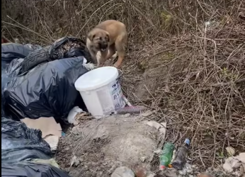 M1212012_You should scream like this, you trash! With your whole family!! This is how trash is thrown into the forests of Romania!! Christmas is coming, right?_p