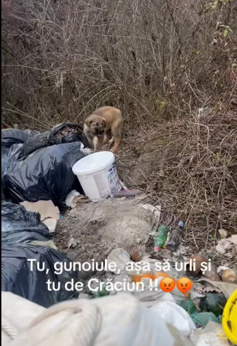 M1212012_You should scream like this, you trash! With your whole family!! This is how trash is thrown into the forests of Romania!! Christmas is coming, right?_p