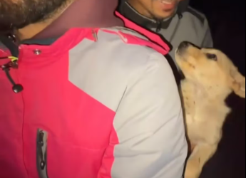 M0912029_From fear to safety… from jungle to love. Grateful we found him in time. �❤️” #dog #rescue #instagram #viral#love V_p