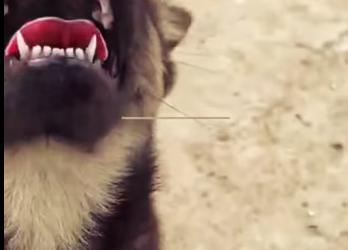 M1212013_While I was throwing away trash at the dump, I saw a puppy wandering around looking for food in the dump. I went to see